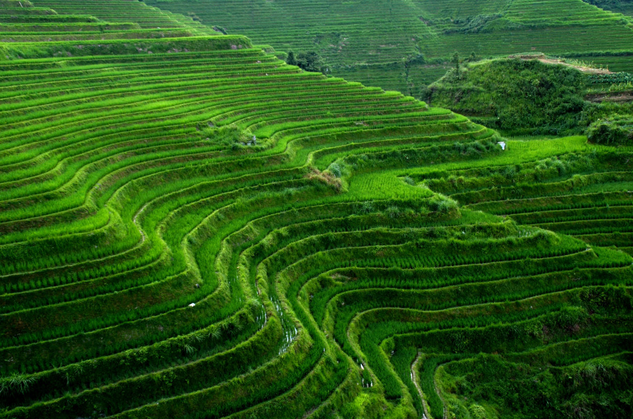 Traveling to the Longji Jinkeng Rice Terraces 龙脊-金坑梯田